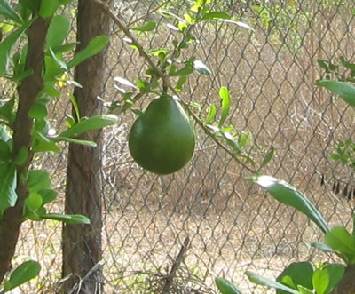 LITTLE BREADFRUIT